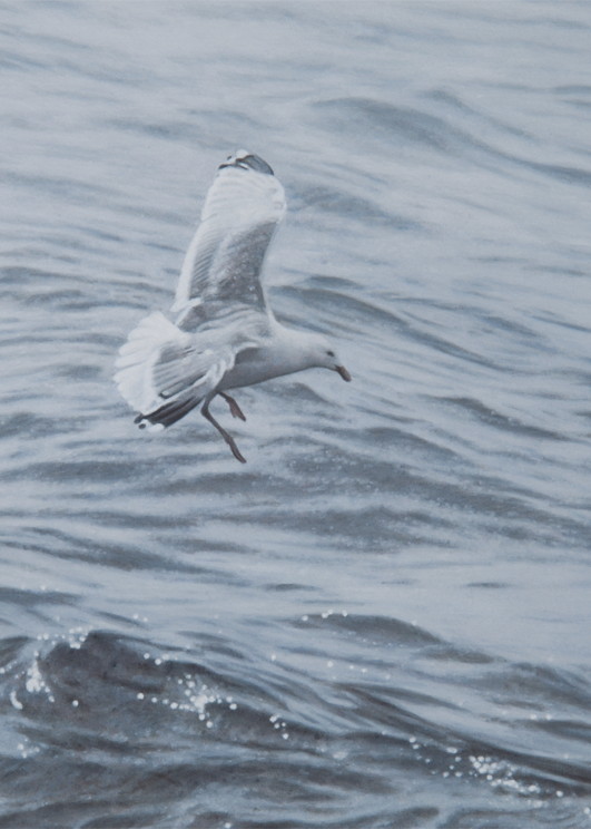 22828 Seagulls and waves