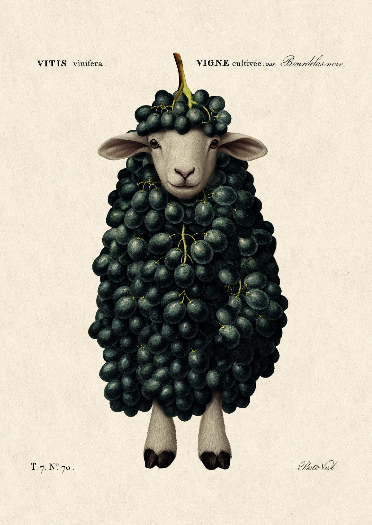 Grape Sheep