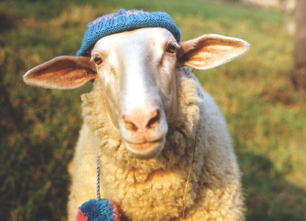 Schaf / Strickmütze