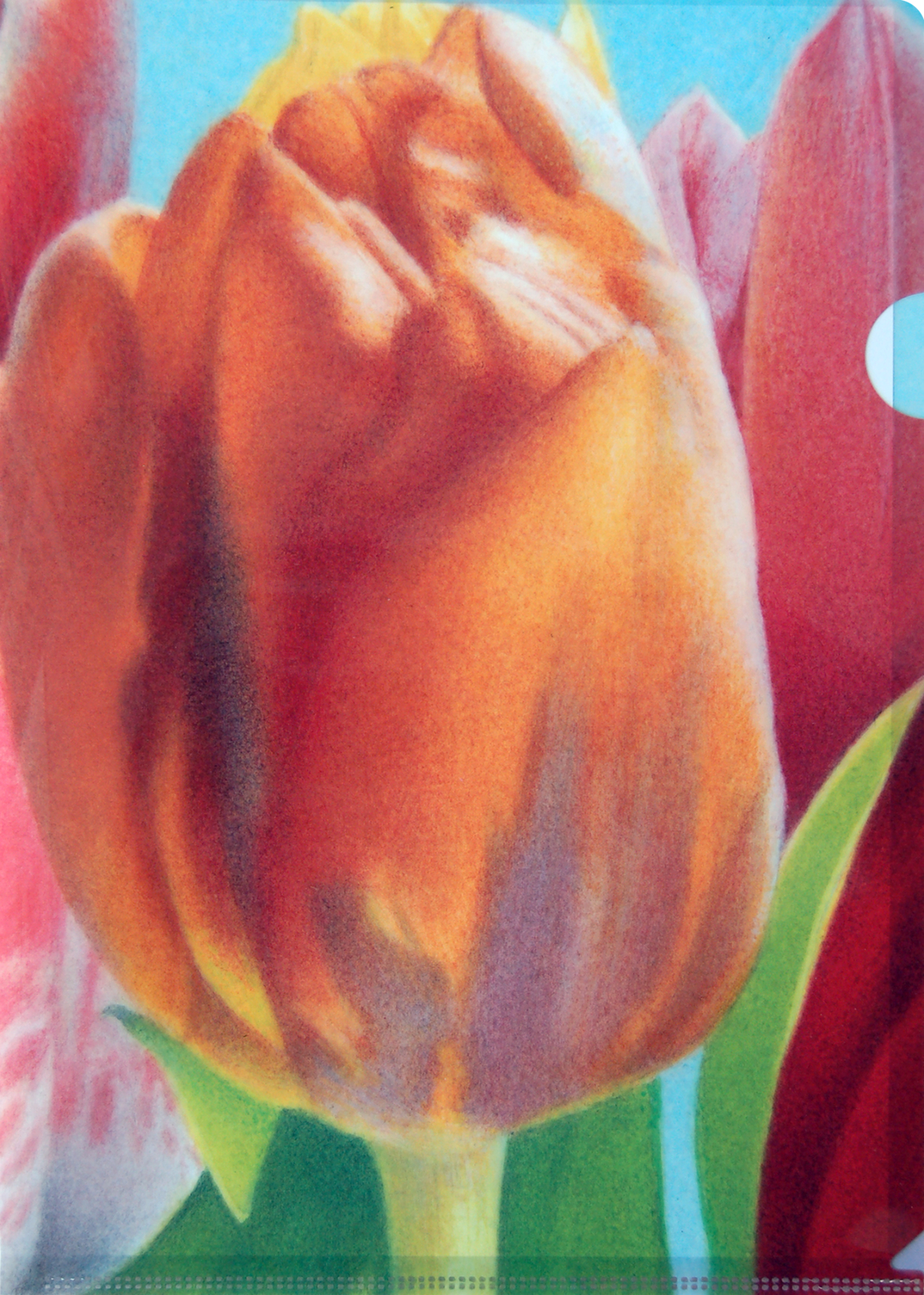SH Tulpen