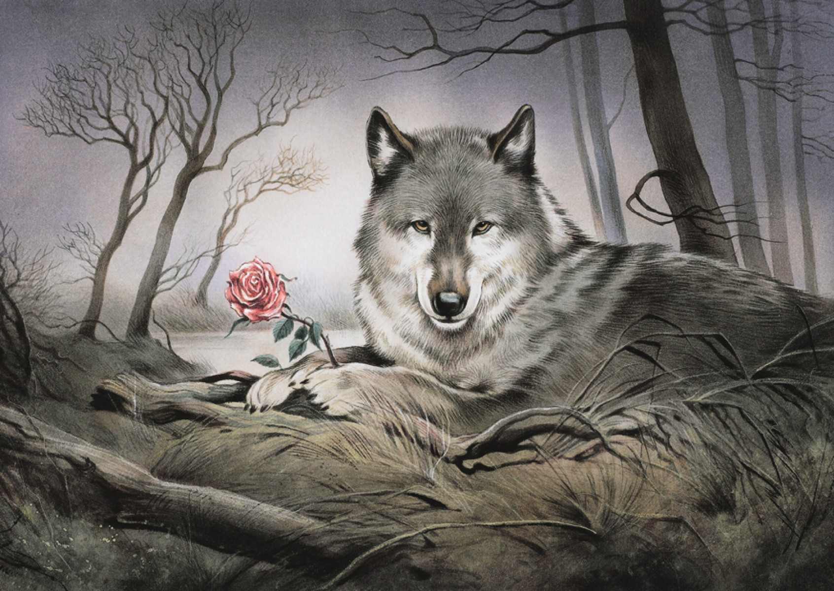 Wolf und Rose
