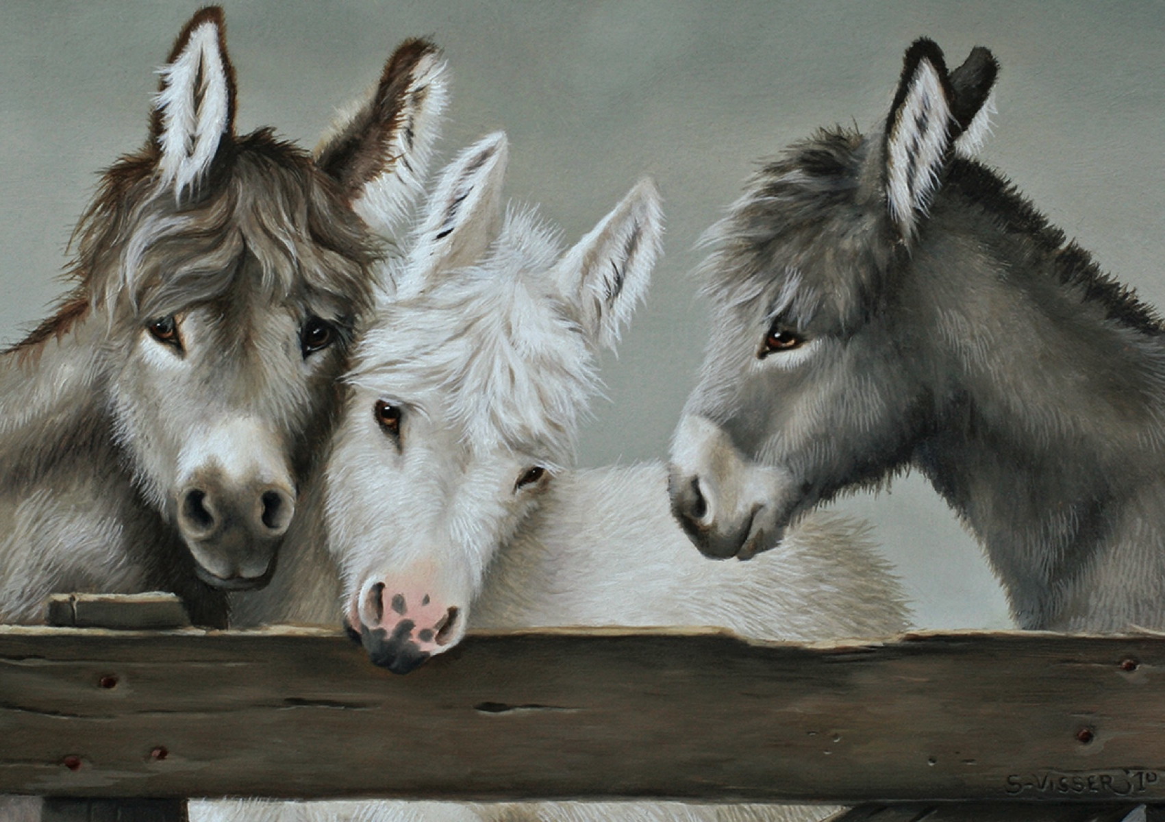 KD trio of donkeys