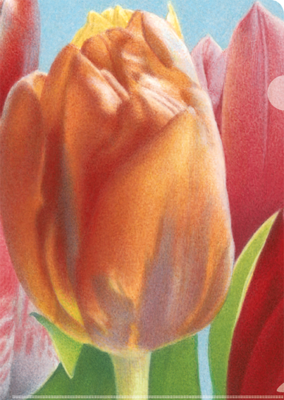Punched pocket  Tulips